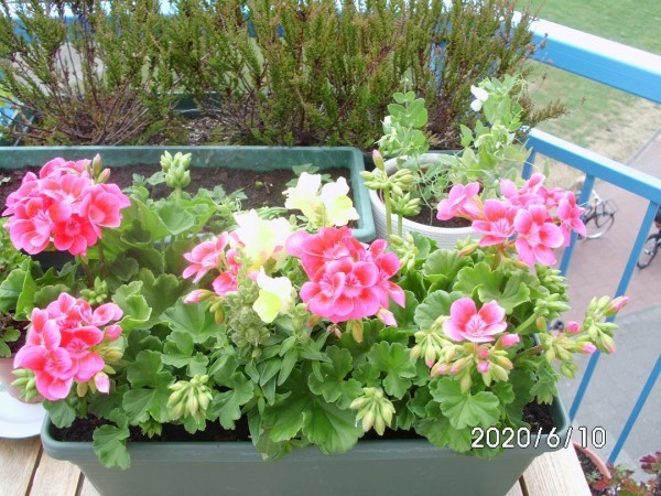 <p>o,a. Geranium`s</p>