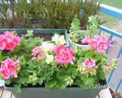 o,a. Geranium`s