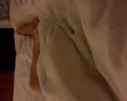 Hotels....