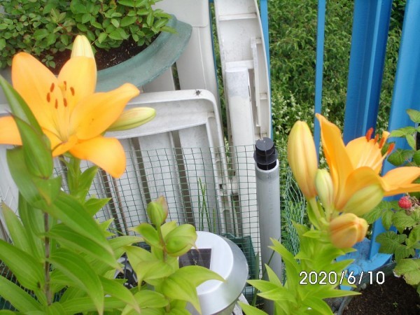 <p>Lilium`s</p>