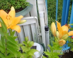 Lilium`s