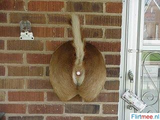 <p>De bel doet het hoor....</p>