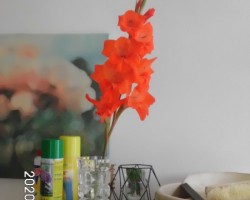 Beetje tuinieren, op mijn balkon.